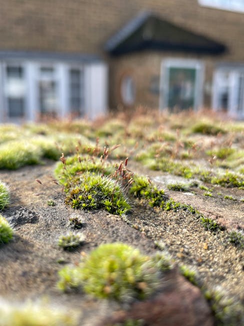 Close-up image of a weathered rooftop surface showing patches of green moss and small plants growing between the cracks of aged roofing material. In the background, a blurred view of a brick house wit